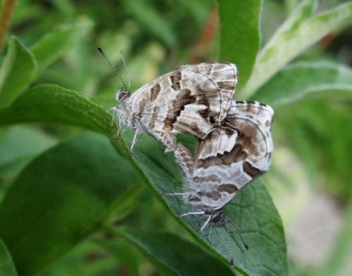 Réf. 190 938 : Cacyreus marshalli